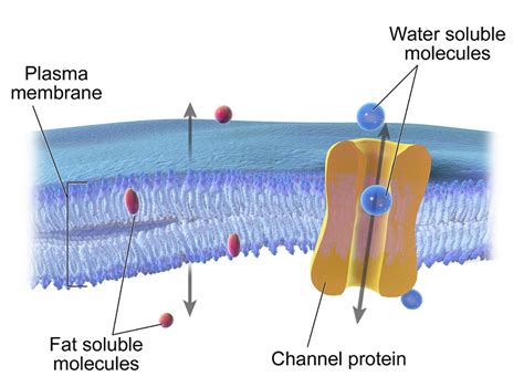 Membranes Ii Biology Visionlearning