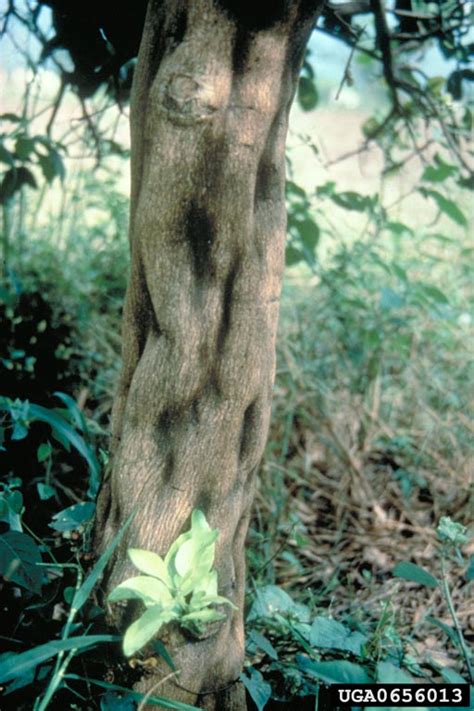 Citrus Diseases Texas Plant Disease Handbook