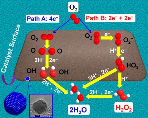 Schematic Representation Of The Oxygen Reduction Reaction Orr