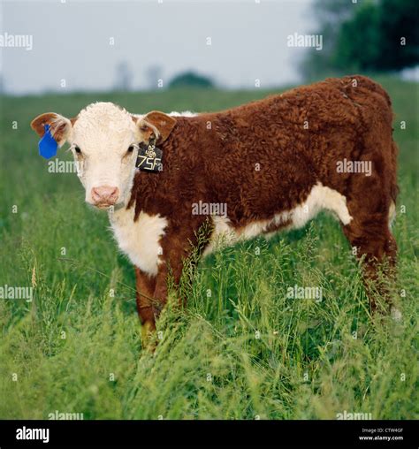 Polled hereford cattle hi-res stock photography and images - Alamy