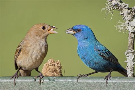 What Do Buntings Sound Like? Indigo Bunting Song & Sounds