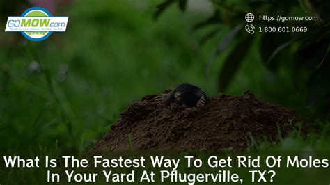 What Is The Fastest Way To Get Rid Of Moles In Your Yard At