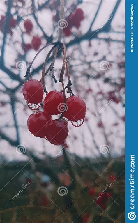 A Bunch Of Viburnum Berries With Raindrops Stock Image Image Of