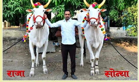 पुण्याजवळच्या पिपळे सौदागर सारख्या आधुनिक शहरी भागात आज ही परंपारिक