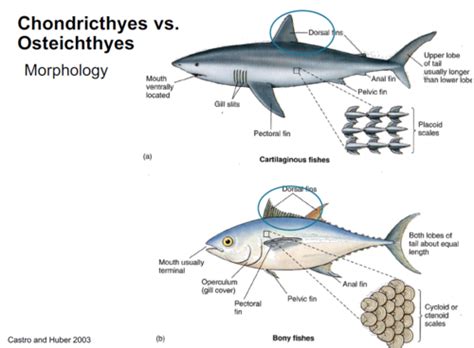 Class Osteichthyes Characteristics