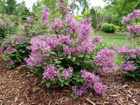 Bloomerang Tiny Purple Valkplant