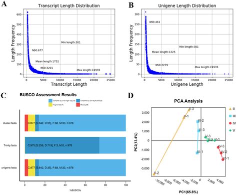 Transcriptome sequencing and assembly data analysis. A Length frequency ...