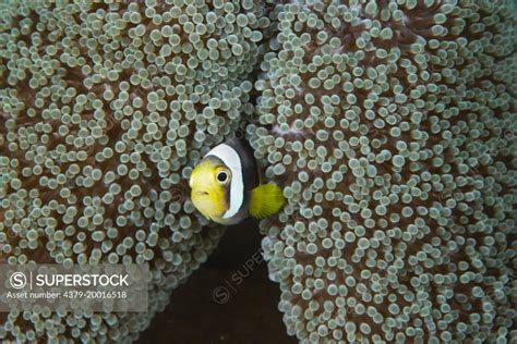 Saddleback Anemonefish Amphiprion Polymnus In Anemone Manado