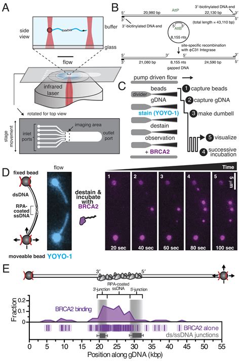 Brca Chaperones Rad To Single Molecules Of Rpa Coated Ssdna Pnas