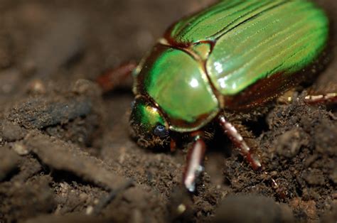 What Type Of Scarab Beetle Is This Chrysina Lecontei Bugguide Net