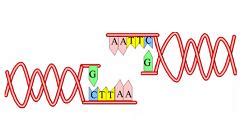 ADN recombinante Qué es definición y concepto