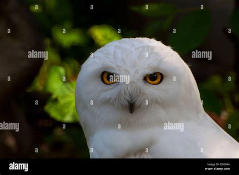 Close-up of a male Snowy Owl Stock Photo - Alamy