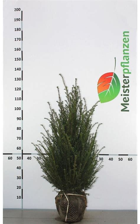 Gardline Gemeine Eibe Taxus Baccata 80 100 Cm Wurzelballen 12 Pflanzen