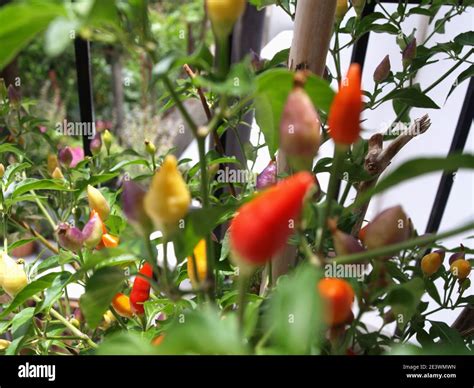 Chilli Growth Stages Hi Res Stock Photography And Images Alamy