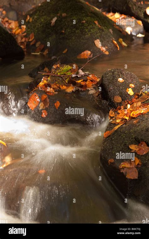 Padley Gorge in autumn Stock Photo - Alamy