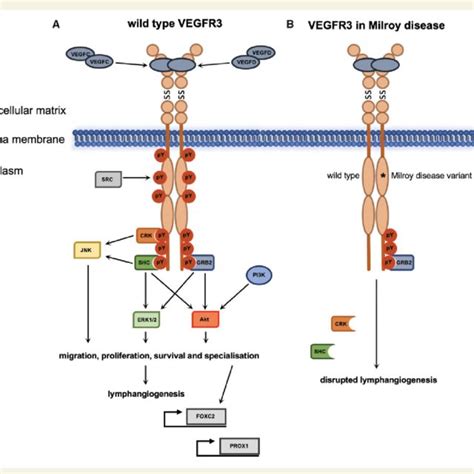 Vegfr3 Functions With Vegfr2 And Nrp2 Heterodimerization Of Vegfr3 And