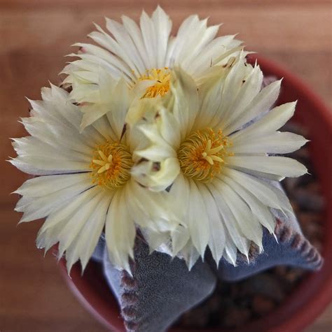 Indoor Blooms Astrophytum Myriostigma John Fiedler Flickr