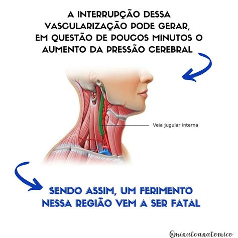 Minuto Anat Mico Por Que O Ferimento No Pesco O Pode Ser Fatal