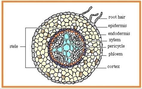 Detail Gambar Morfologi Akar Kacang Hijau Koleksi Nomer 2