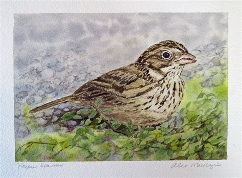 Vesper Sparrow Painting Vesper Sparrow Done In Watercolor Flickr