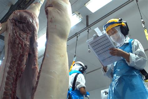 Volume exportado de carne suína alcança 38 8 mil toneladas até a