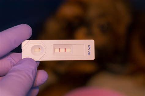 Парвовирус (CPV Ag) - купить по выгодной цене | Vetdiagnostics.ru