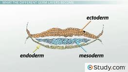 Endoderm Layer: Definition, Derivatives & Quiz | Study.com