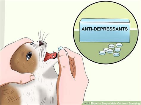 How To Get Your Cat To Stop Being A Dick R Disneyvacation