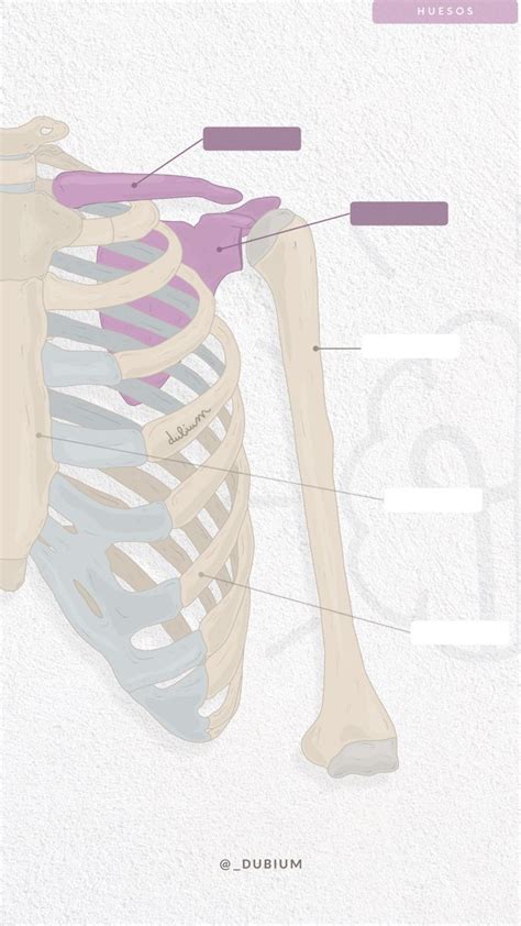 Cintura Escapular Repaso Anatom A Anatomia Y Fisiologia Humana