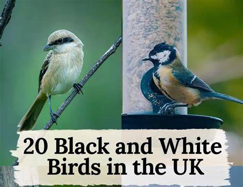 A Birdwatcher's Guide to the 20 Black and White Birds in the UK - The Worlds Rarest Birds