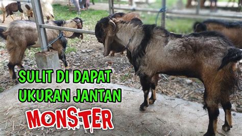 MEMANG SULIT DICARI KAMBING JANTAN UKURAN JUMBO ISTIMEWA YouTube