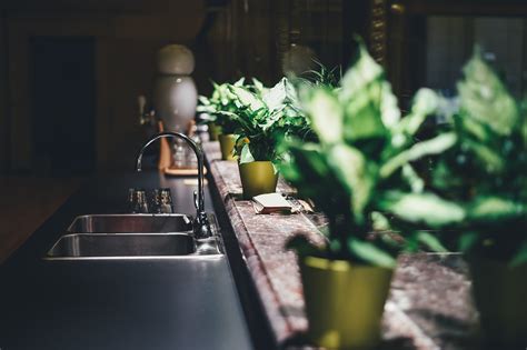 Las Plantas Perfectas Para Decorar Tu Hogar