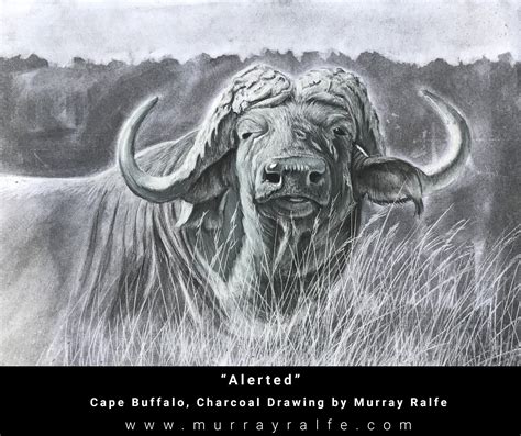 Cape Buffalo Drawing at PaintingValley.com | Explore collection of Cape ...