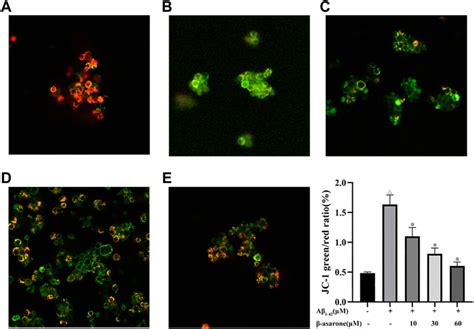 Frontiers β Asarone Ameliorates β Amyloidinduced Neurotoxicity In