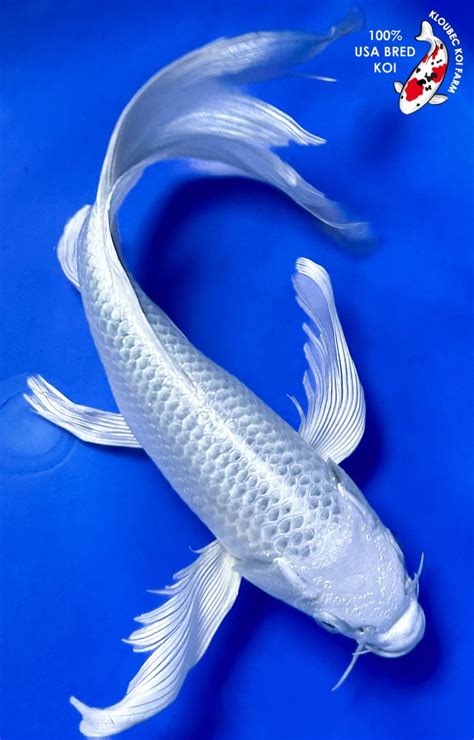 95 Platinum Ogon Butterfly Koi K2282p1 Kloubec Koi Farm