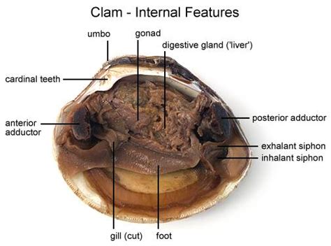 Clam Dissection Biology Junction