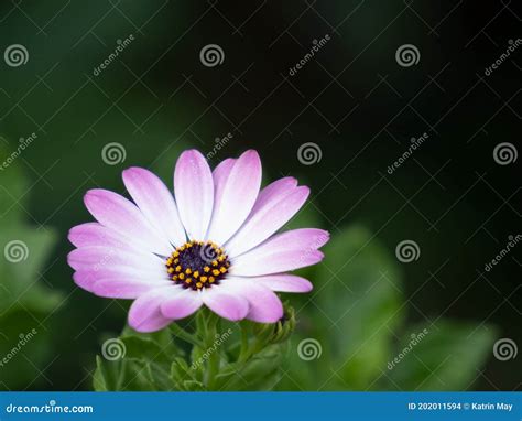 El Primero De La Flor Roja De Los Ecklonis Del Cabo De Un Osteospermum