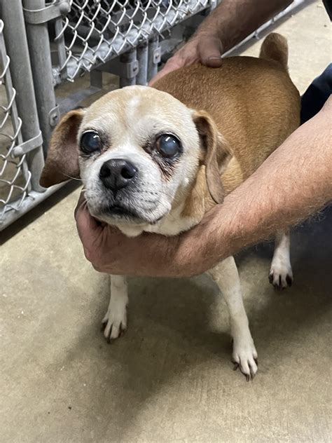 North Olmsted Police... - North Olmsted Police Department