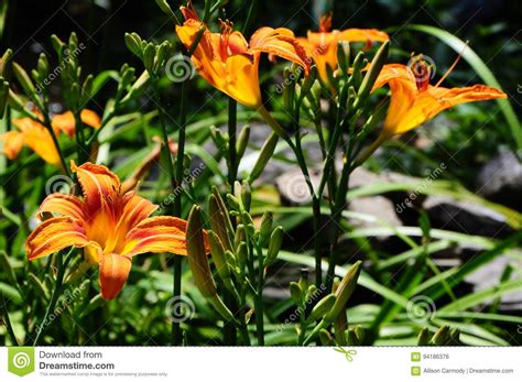 Daylily `mauna Loa` Hemerocallis Stock Photo Image Of Organic