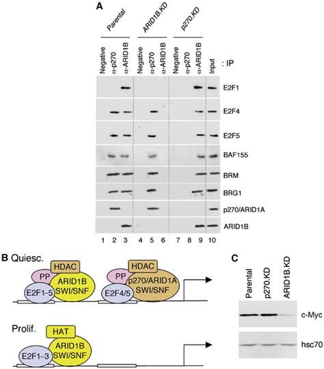 Distinct Mammalian Swisnf Chromatin Remodeling Complexes With Opposing