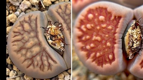 Sub Lithops Kikukaseki Vs Lithops Kikushogiyoku Youtube