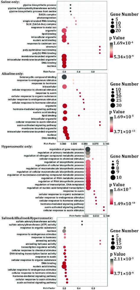 Go Enrichment Analysis Of Mirna Targets In Quinoa Go Enrichment