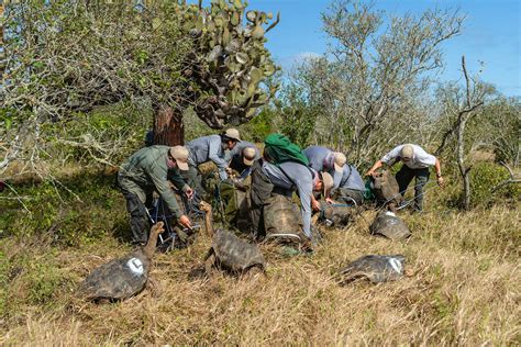 These Galápagos tortoises have returned home after saving their species ...