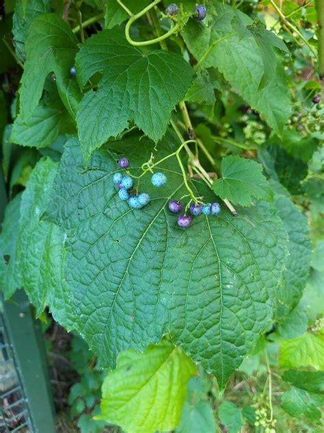 Ampelopsis Japonica Thunb Makino Japanese Peppervine World Flora