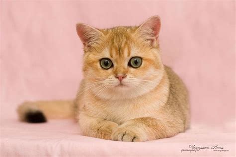 British Shorthair Price Malaysia Silver Beauties British Short Hair