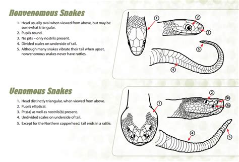 Venomous And Non Venomous Snakes