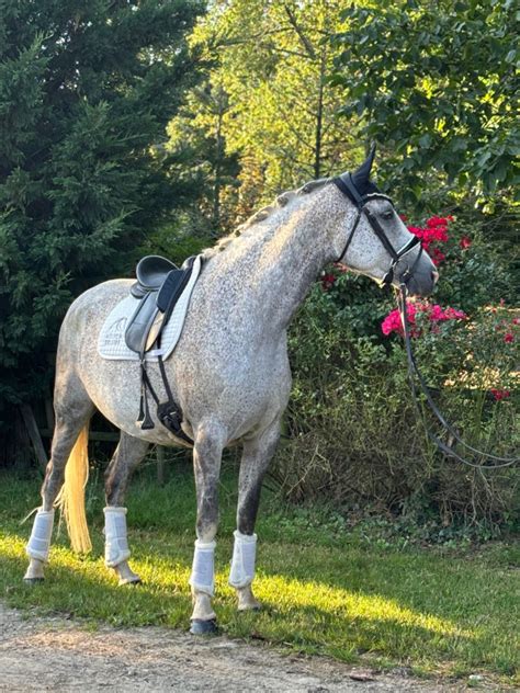 Jument Ans Selle Francais Chevalannonce