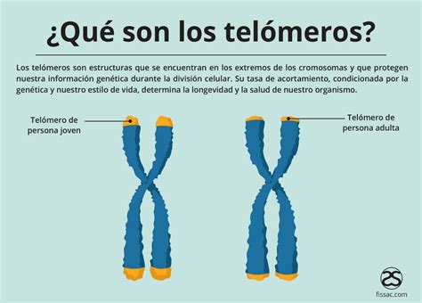 La Predisposicion Gen Tica A Tel Meros M S Largos Efecto Protector