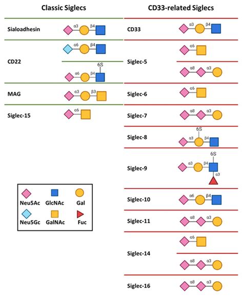 Glycan Binding Specificities Of Human Siglecs Download Scientific