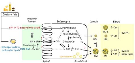 Frontiers Role Of Circulating Sphingolipids In Lipid Metabolism Why Dietary Lipids Matter